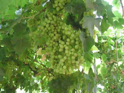 新疆葡萄