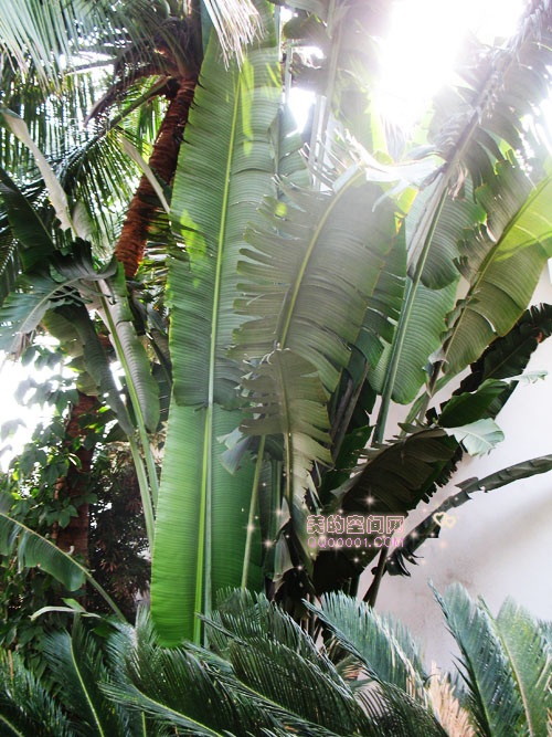 海南的热带植物