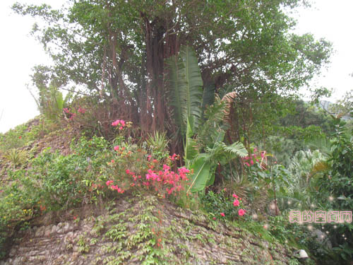 海洋公园中的植物