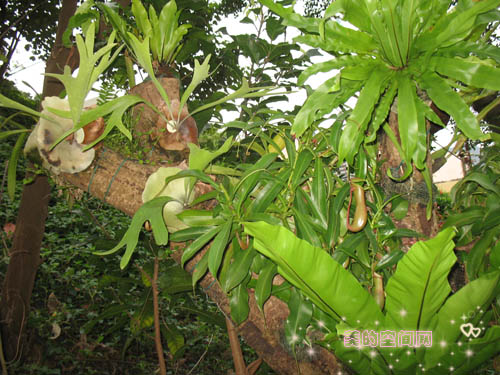 海洋公园中的植物