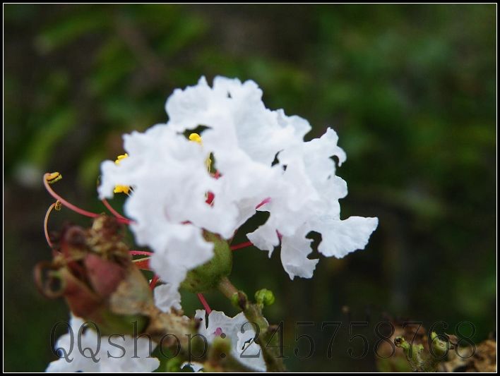 平常熟视无睹的叶子及微不足道的小花