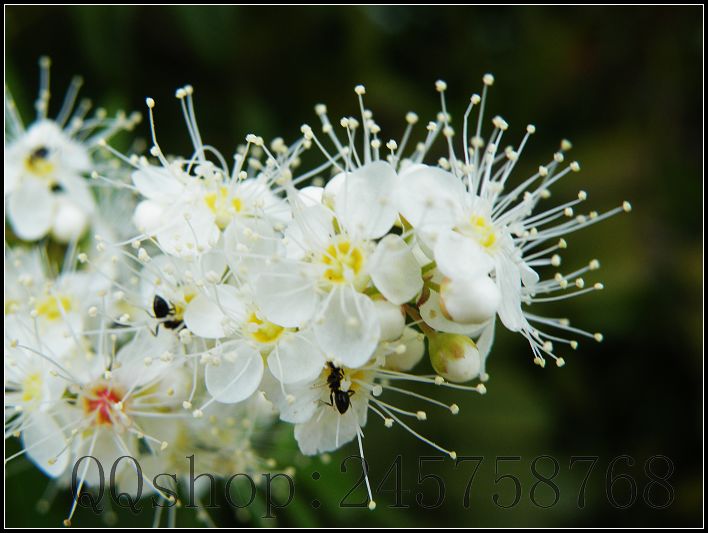 平常熟视无睹的叶子及微不足道的小花