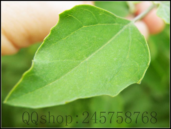 平常熟视无睹的叶子及微不足道的小花