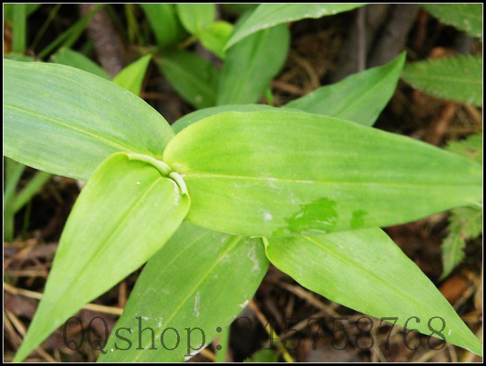 平常熟视无睹的叶子及微不足道的小花