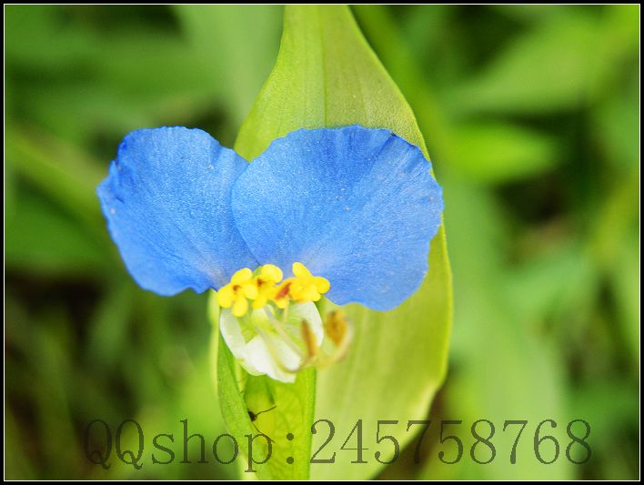 平常熟视无睹的叶子及微不足道的小花