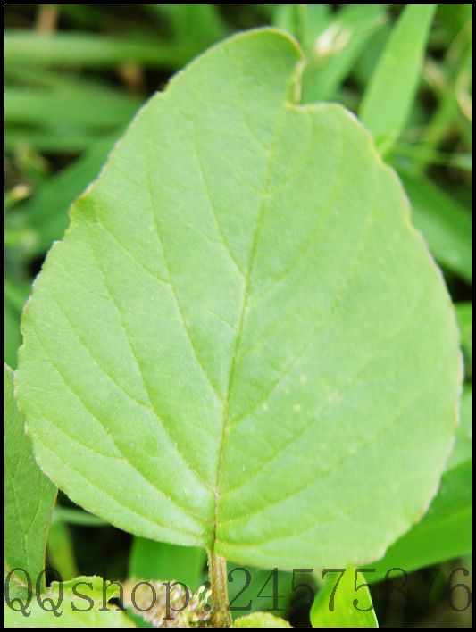 平常熟视无睹的叶子及微不足道的小花