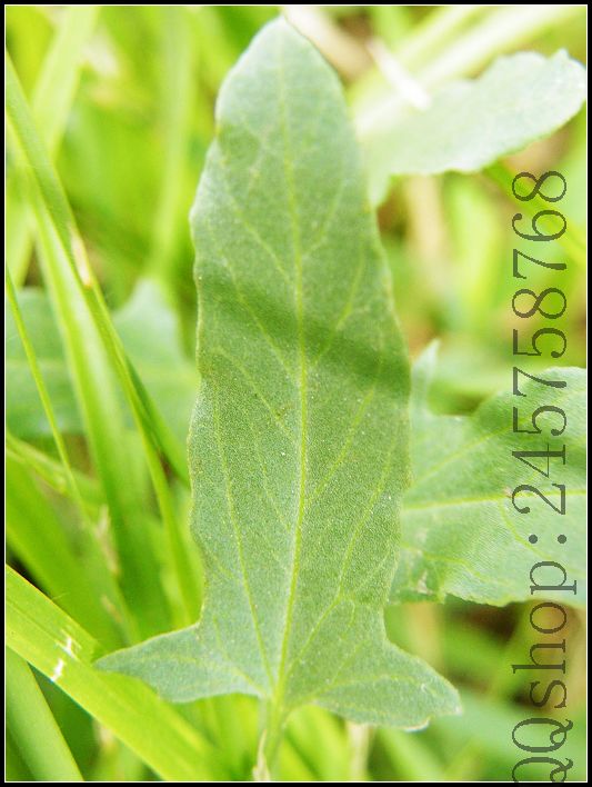 平常熟视无睹的叶子及微不足道的小花