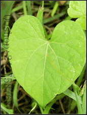 平常熟视无睹的叶子及微不足道的小花