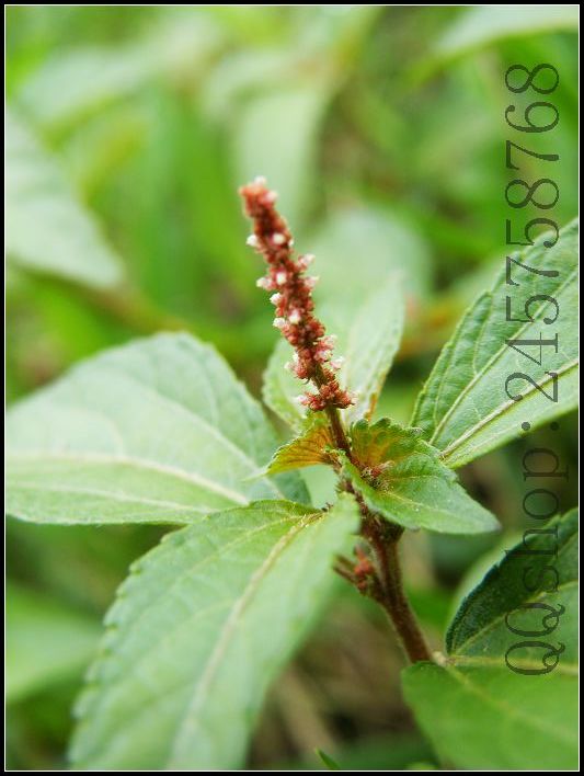 平常熟视无睹的叶子及微不足道的小花