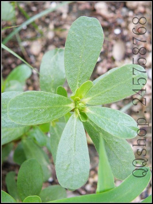 平常熟视无睹的叶子及微不足道的小花