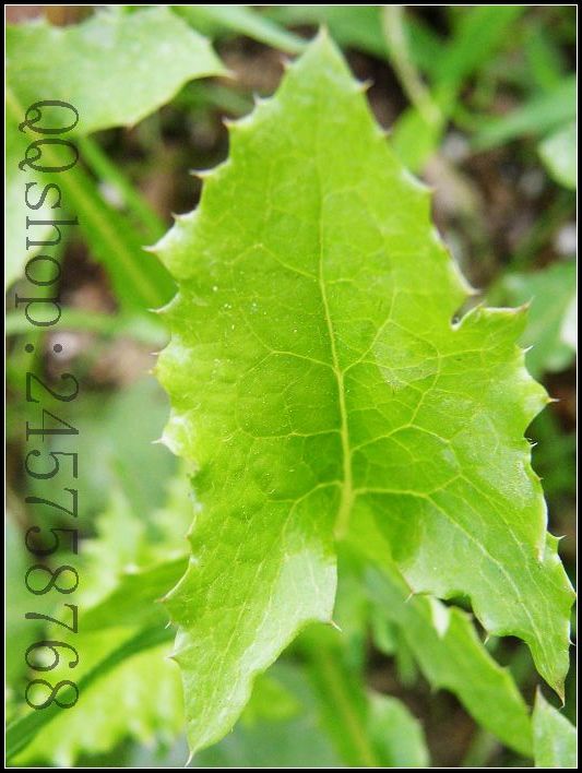 平常熟视无睹的叶子及微不足道的小花