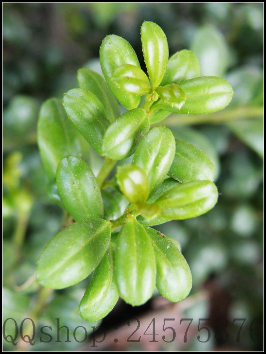 平常熟视无睹的叶子及微不足道的小花