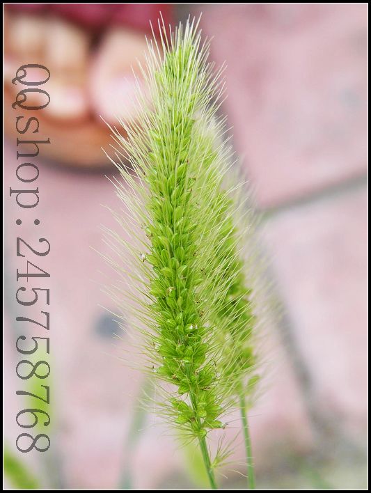 平常熟视无睹的叶子及微不足道的小花