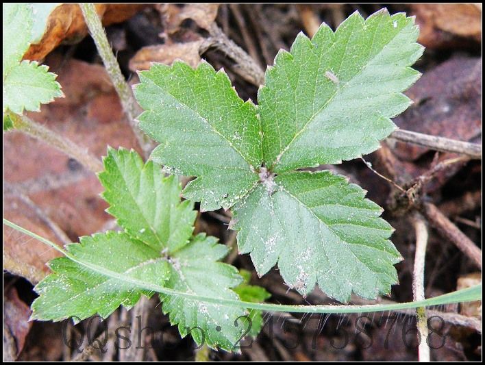 平常熟视无睹的叶子及微不足道的小花