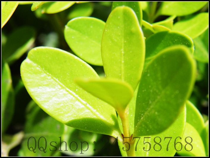 平常熟视无睹的叶子及微不足道的小花