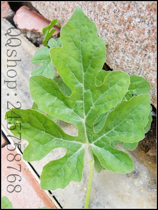 平常熟视无睹的叶子及微不足道的小花