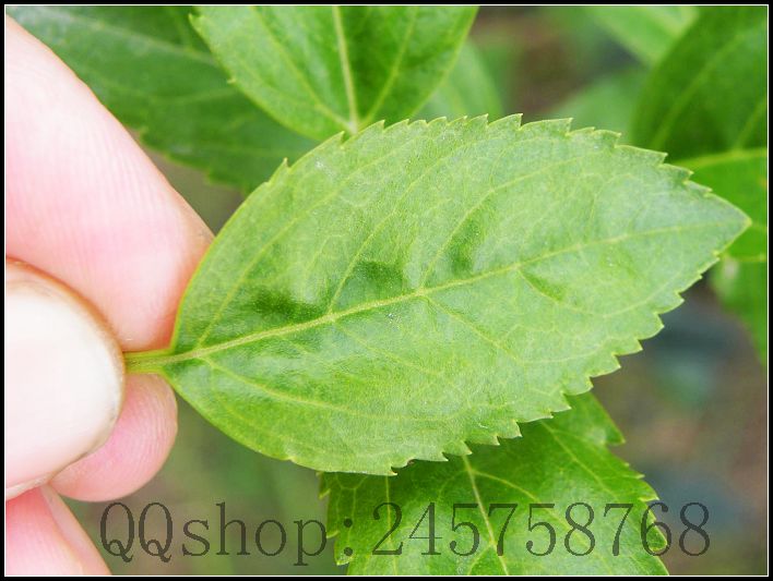 平常熟视无睹的叶子及微不足道的小花