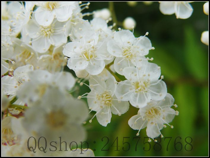 平常熟视无睹的叶子及微不足道的小花