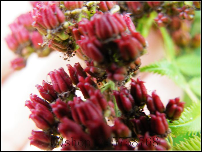 平常熟视无睹的叶子及微不足道的小花