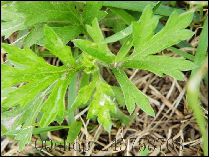 平常熟视无睹的叶子及微不足道的小花