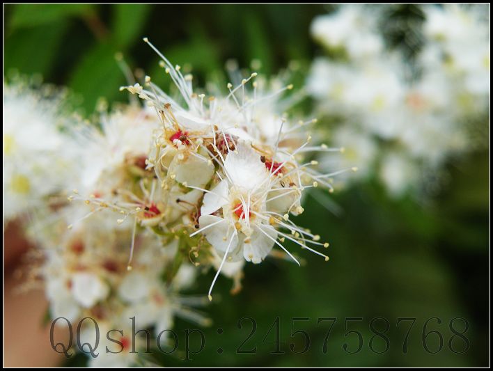 平常熟视无睹的叶子及微不足道的小花