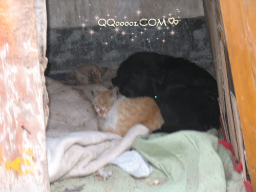 猫和狗一起睡觉了