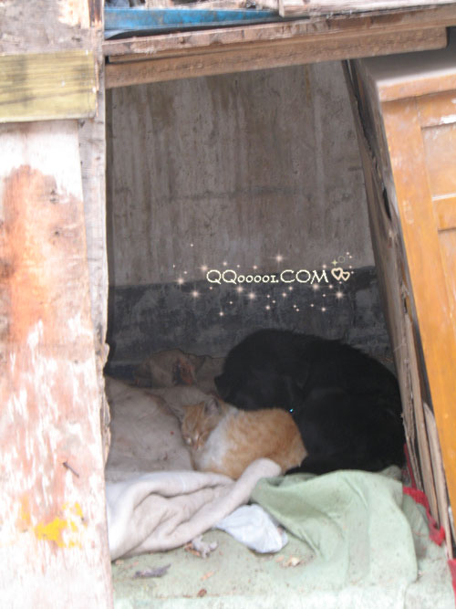 猫和狗一起睡觉了